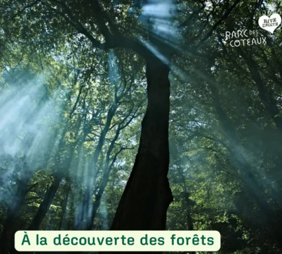 A la découverte des forêts Le 12 oct 2024